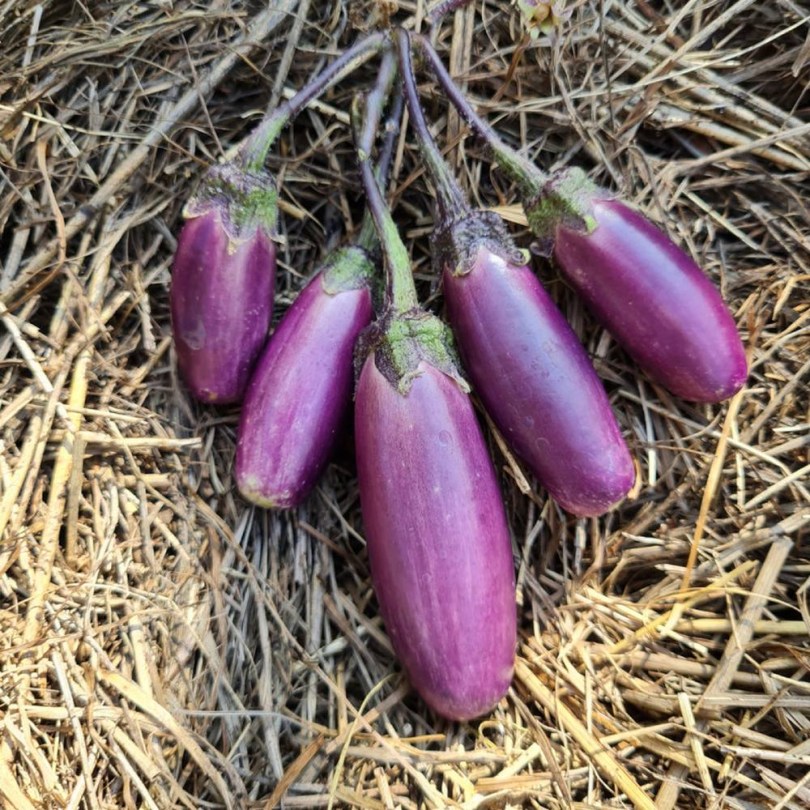 a Grappoli Sott'olio padlizsán, Solanum melongena, padlizsán
